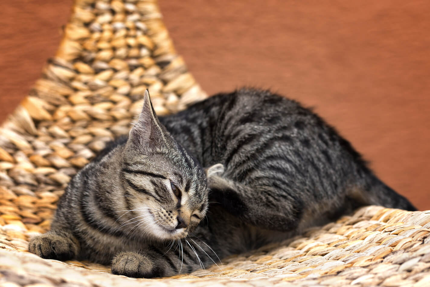 Kucing Terinfeksi Jamur: Mengapa Kucing Rentan Terinfeksi Jamur, Penyebab dan Tindakan Pemeliharaan