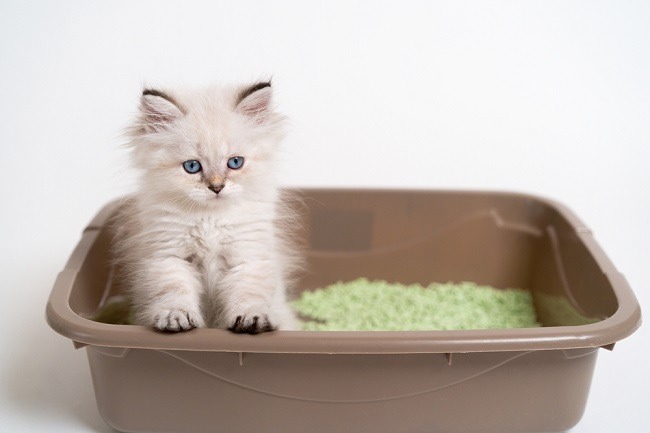 Penyebab Kucing Mencret dan Cara Mengatasinya